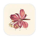 Wildflowerhealth