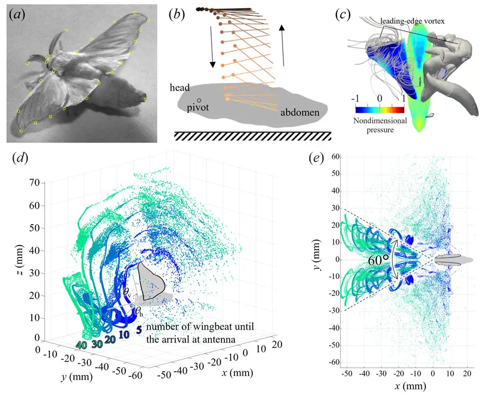 Study Reveals How Silkworm Moth's Wing Fanning May Advance Olfactory Robotics