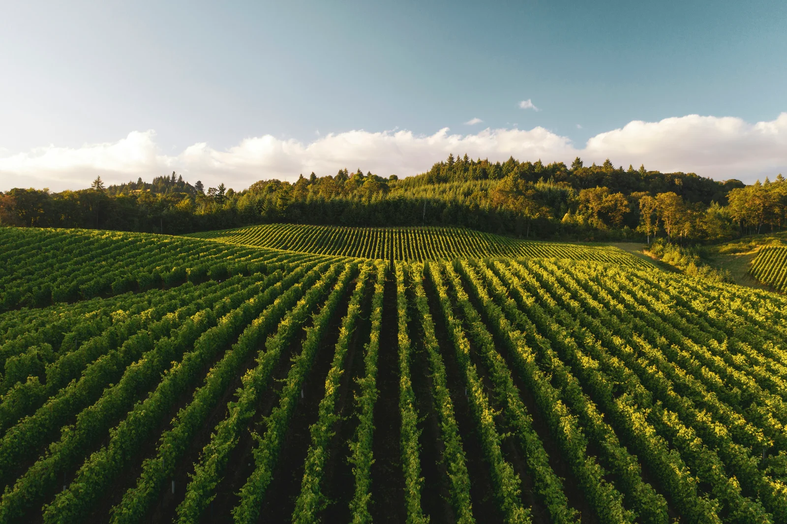 Thewineai header image