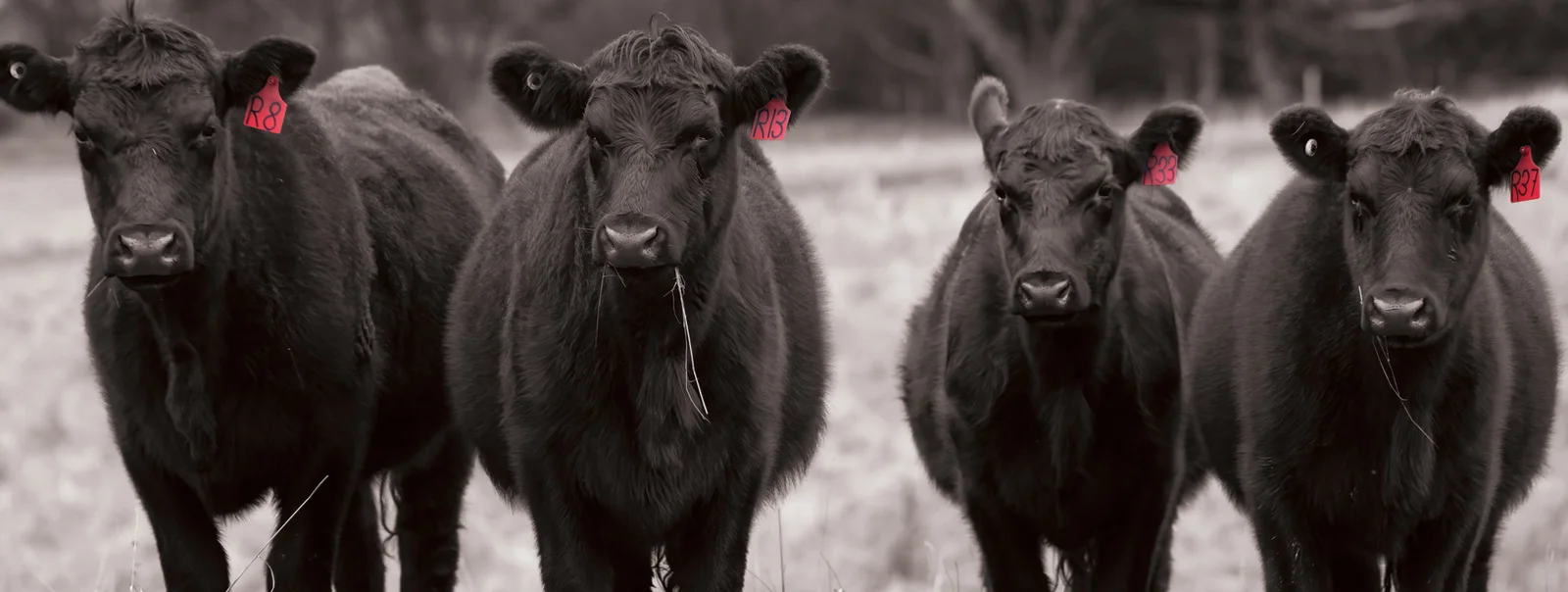 Performance Livestock Analytics header image