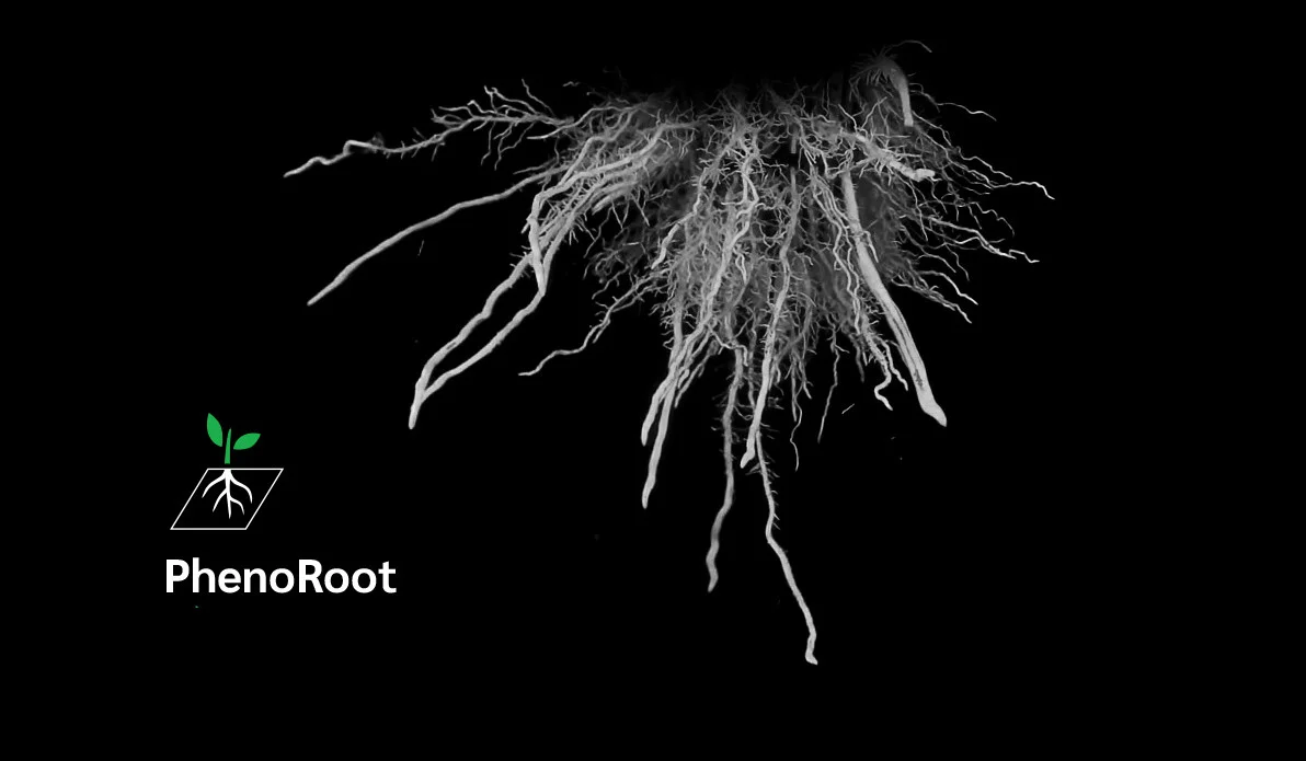 PhenoRoot header image