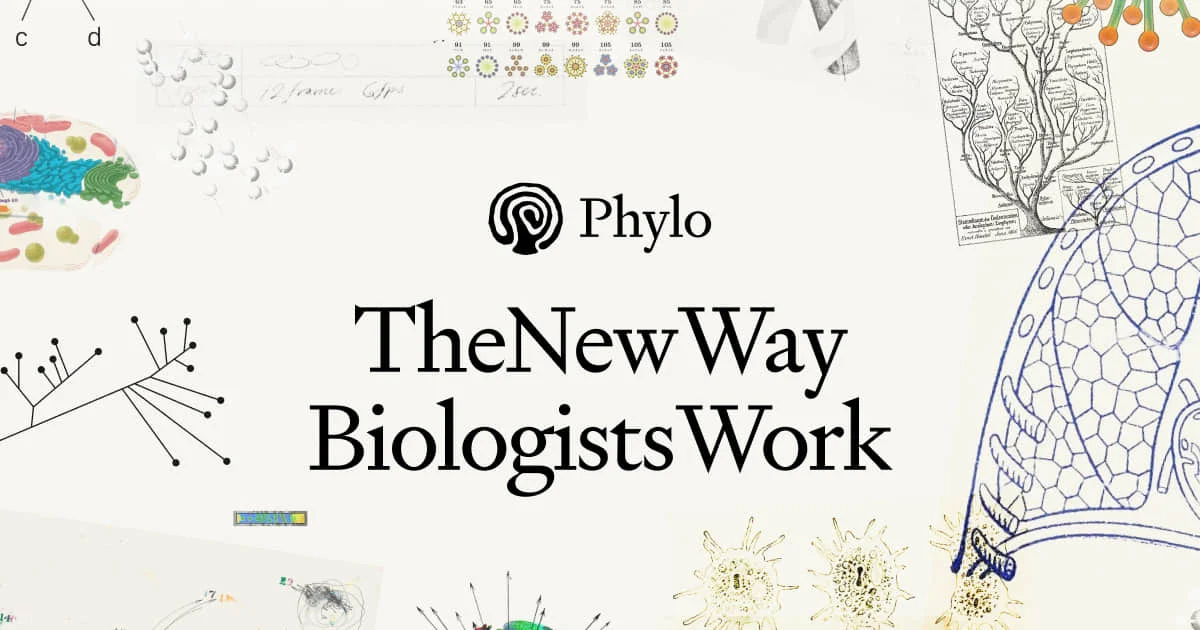 Phylo header image